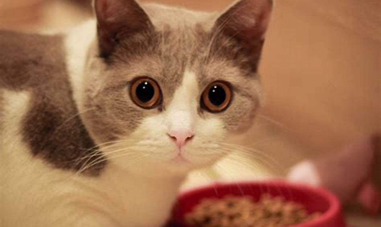 cara mengatasi kucing tidak mau makan